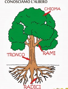 Conosciamo l'albero colore